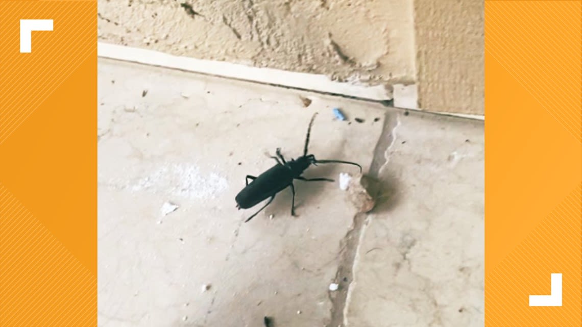 Arizona's big black beetle is back: Meet the palo verde beetle