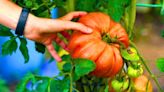 Tomato plants will grow bigger and juicer fruit with this ‘easy' DIY fertiliser