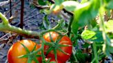 Extreme temperatures and dry weather might have affected your tomatoes this year