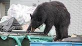 Doomed bear in Underhill adopts 'predatory stance' and begins to circle game warden