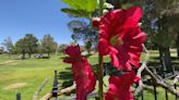 Hollyhocks: Meet the official flowers of Boulder City