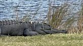 King Arthur, an 11-foot alligator, ‘crowned’ with tomato cage on head