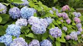 Why Do Hydrangeas Look So Good This Year? Plus Get Yours Looking Bigger and Better
