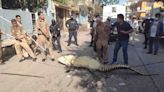 Alerta por cocodrilos en Tamaulipas: capturan 165 durante 9 días tras paso de tormentas