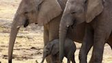 Muere un turista español aplastado por un elefante en un parque natural de Sudáfrica