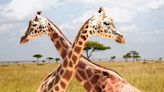 Turns Out Giraffes Evolved Long Necks for Combat and Sex
