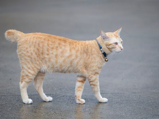 Apartment Building's 'Basement Cat' Believes It's His Job To Escort Residents To and From Laundry Room