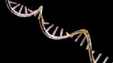 MicroRNA is the master regulator of the genome − researchers are learning how to treat disease by harnessing the way it controls genes