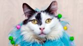 A sweet ‘Summer Carnival of Cats' is tumbling into Tail Town Cat Café