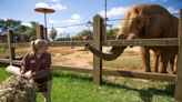 Tonka, Zoo Knoxville’s last remaining elephant, euthanized after being at zoo for 43 years