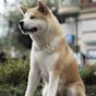 Akita Hachiko