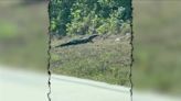 Large monitor lizard caught on camera along Charlotte County line