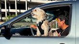 People ‘making bad choices’ about pets in hot cars