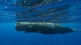 The secrets to how these whales talk, uncovered by scientists