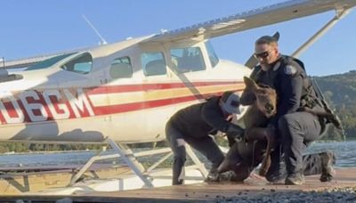 Baby moose trapped in a lake is saved by Alaska man and police as its worried mom watches