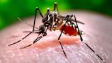 Dengue en el país: hay 96 muertos, 134.202 casos y 17 provincias en alerta sanitaria