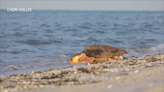 Construction causing concerns for turtles nesting on FMB