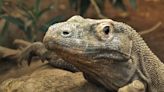 Komodo dragons have iron-coated teeth to help rip and tear prey, say scientists