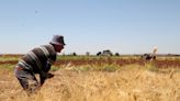 Exclusive-Climate change, conflict decimate Syria's grain crop - UN FAO