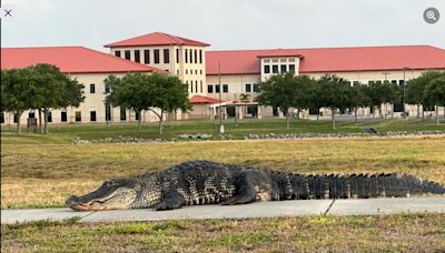 Wayward alligator spotted at MacDill Air Force Base for a second time