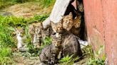 Texas ‘Cat Camps’ Attracting Attention