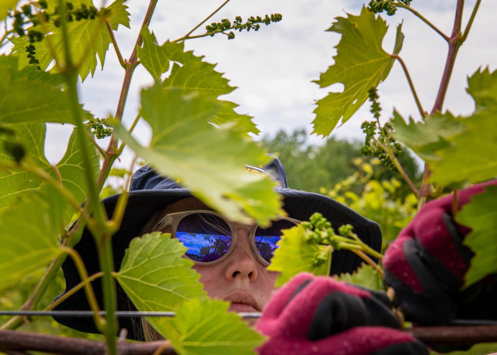 Watch: Leeds vineyard blooming like never before at budding business