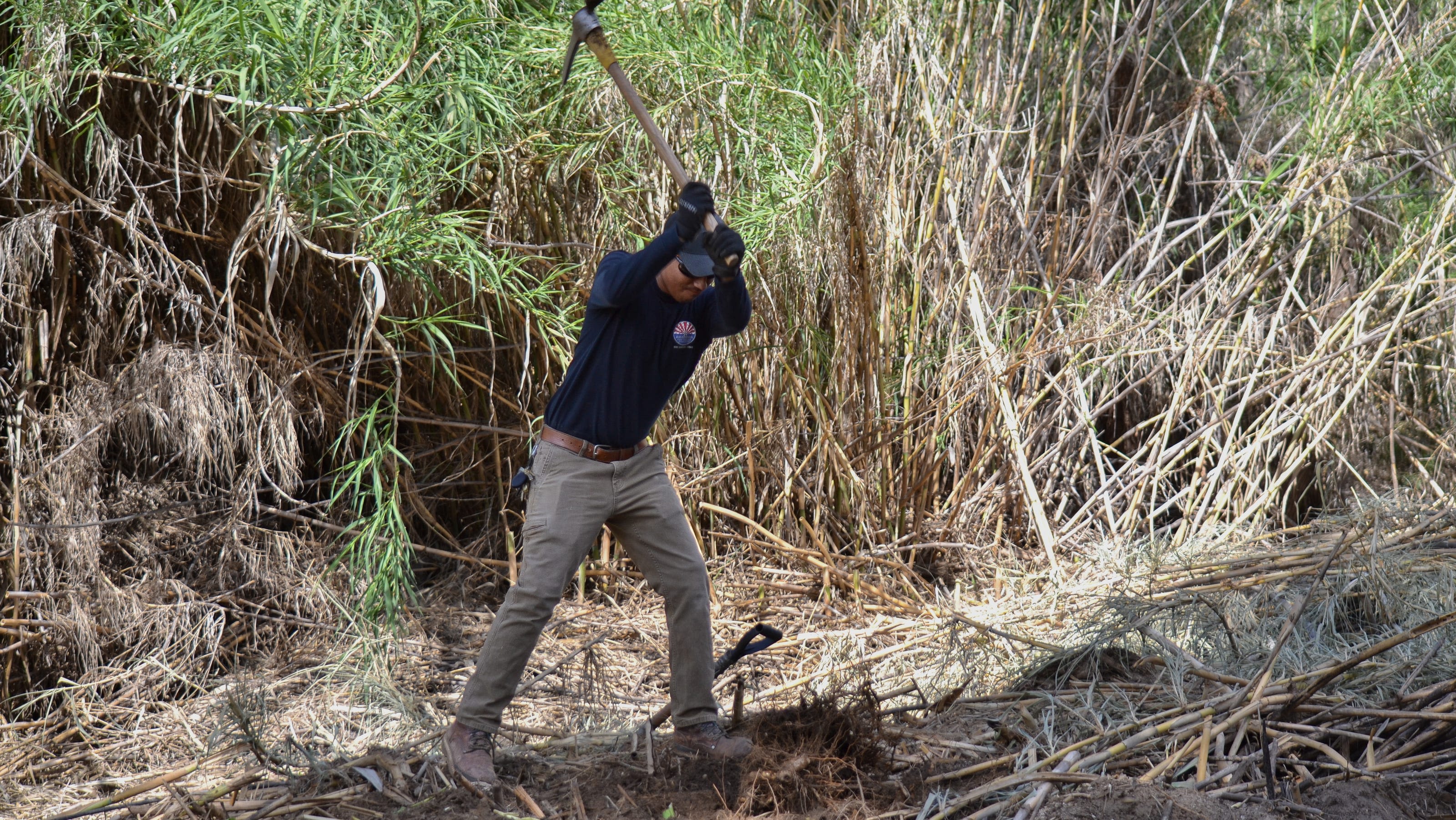 The invasive Arundo reed threatens Arizona rivers. Why getting rid of it is so difficult