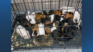 ‘Dire situation’: Nearly 50 guinea pigs found abandoned near Dracut brook