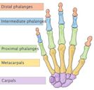 Interphalangeal joints of the hand