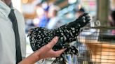 Everything you didn't know about show chickens at the Washington County Fair