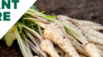 How to Grow Parsnips in Your Home Garden