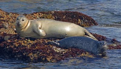 Cape Town Declares Rare Outbreak Of Rabies After Infected Seals Bite Tourists At The Beach