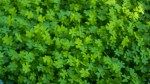 Clover Lawns: 9 Good Reasons Why You Might Want One