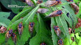 Maps show where trillions of cicadas will emerge in the U.S. this spring