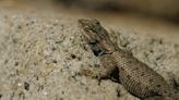 Too hot for a lizard? Climate change quickens extinction