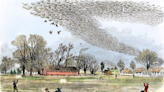 Pigeons to the slaughter: How Petoskey helped hunt the passenger pigeon to extinction