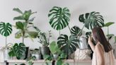 The secret to happy houseplants — are you overwatering?