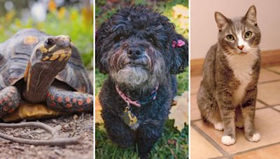 PASADENA HUMANE SEEKS MODELS FOR 2025 CALENDAR