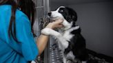 Dog Flu Outbreak Forces Closure of North Carolina Animal Shelter for 35 Days