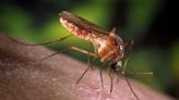 Massachusetts sees first two human cases of West Nile virus this year, DPH says