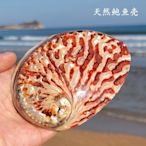 【熱賣精選】西蘭紅色紋鮑魚大貝殼魚缸造景海星海洋生物標本收藏大海螺擺件，