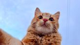 20 Weird and Unique Orange Cat Names