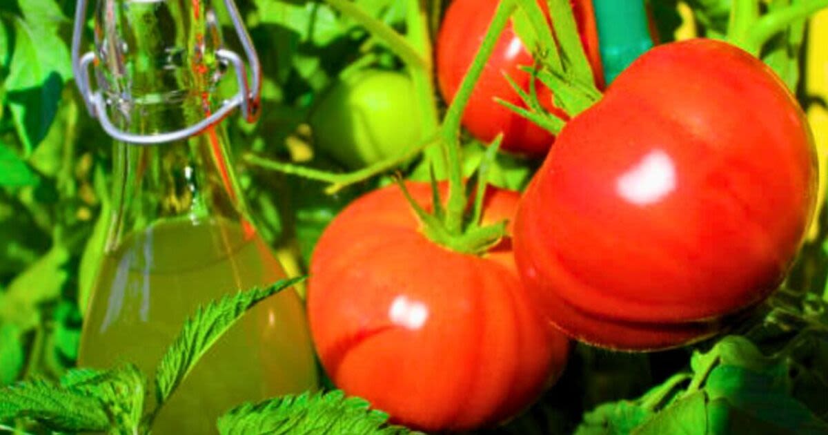 Tomatoes will grow bigger and juicier if fed one-ingredient homemade fertiliser