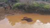 Tusker found dead in pond inside forest near CoimbatoreTusker found dead in pond inside forest near Coimbatore