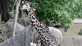 An endangered species of giraffe suddenly died at a Texas zoo. Days later, her month-old baby died too.