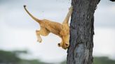 A Lion Bonks a Tree and More in the 2022 Comedy Wildlife Photo Awards