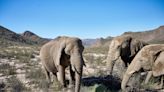 Researchers decode how elephants form "sentences," lending insight to their complex communication