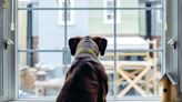 Want to stop your dog barking at the window? Canine trainer reveals an easy peasy training tip