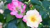 How to grow your own eco-friendly rose garden