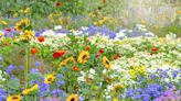 16 Beautiful Wildflowers to Plant in Your Garden